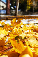 fallen yellow maple leaves on the sidewalk
