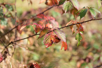 Fall leaf