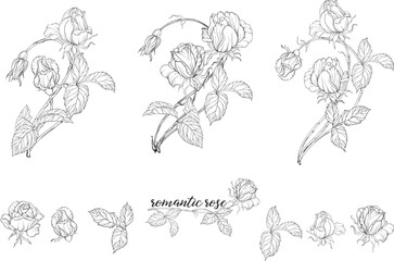 Vector set of flower compositions with rose flowers. 