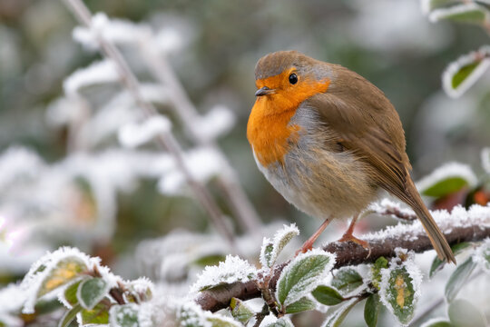 Cute robin perched on a frosty branch in winter