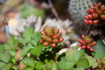 succulent plant in floriculture under strong sunlight, Sedum Obesum