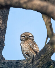 A Spotted Owl resting on a tree