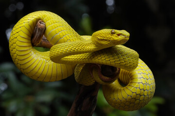 close up of a python