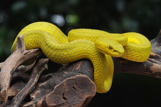 snake in a tree