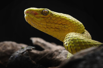 close up of a snake