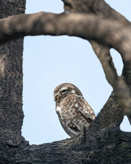 A Spotted owl sitting on a tree