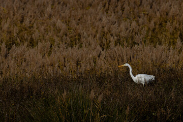 Sesión fotográfica de vida salvaje en humedales