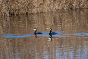 Sesión fotográfica de vida salvaje en humedales