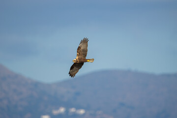 Sesión fotográfica de vida salvaje en humedales