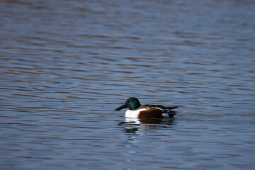 Sesi&oacute;n fotogr&aacute;fica de vida salvaje en humedales