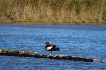 Sesi&oacute;n fotogr&aacute;fica de vida salvaje en humedales