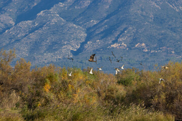 Sesi&oacute;n fotogr&aacute;fica de vida salvaje en humedales