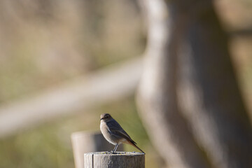 Sesi&oacute;n fotogr&aacute;fica de vida salvaje en humedales