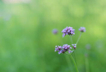 Close up colorful flowers are blooming fresh in the morning of spring garden with blurry green nature background.