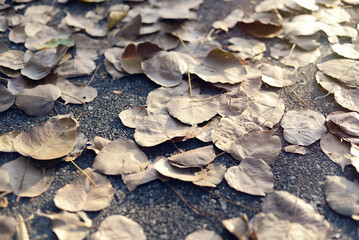 Dry leaves cover the road