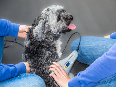 Physiotherapie beim Hund mit Laserbehandlung