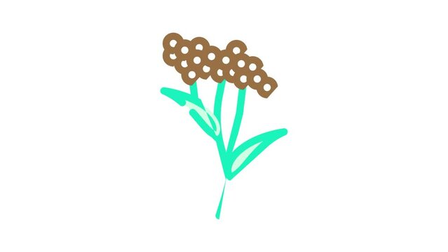 elder plant color icon animation