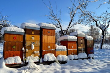 Snow covered bee hives in winter castle park in Holesov, Moravia, Czech Republic. 