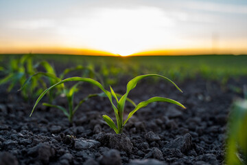 Corn, maize plantation. Stem of organic sweet corn on soil on agricultural field.