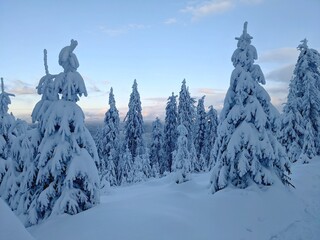 Winter landscape with trees covered by snow in late evening. Forest of young spruces or firs....