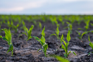 Close up young wheat seedlings growing in a field. Green wheat growing in soil.