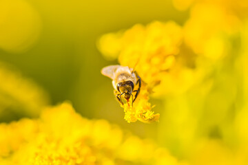 Solidago, goldenrod yellow flowers in summer.