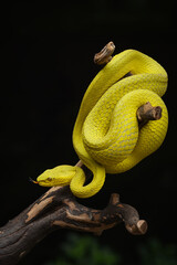 Yellow Snake in a tree