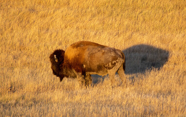 buffalo in the field