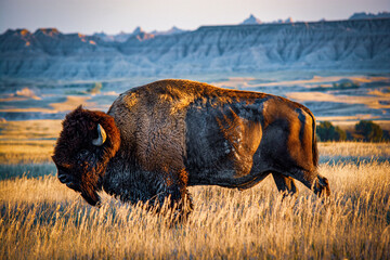 bison in national park © Robert