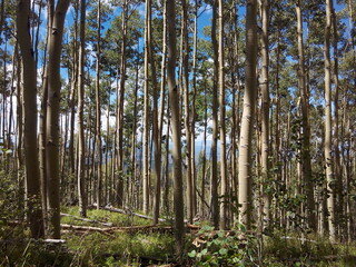 Aspen trees in Northern New Mexico, USA near Santa Fe