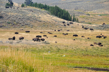 herd of bison