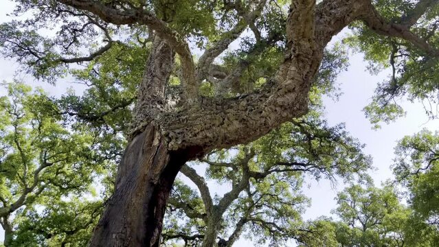 Cork oak tree trunk (Quercus suber L.), close enough to see the details and the separation between the bark and the product. In summer day, with foliage and forest trees around. Raw material.