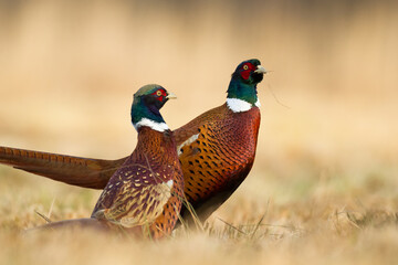 Common pheasant Phasianus colchius Ring-necked pheasant in natural habitat, grassland in early winter	
