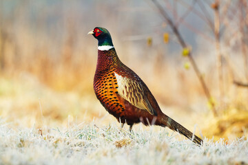 Common pheasant Phasianus colchius Ring-necked pheasant in natural habitat, grassland in early winter	
