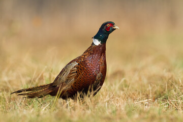 Common pheasant Phasianus colchius Ring-necked pheasant in natural habitat, grassland in early winter	
