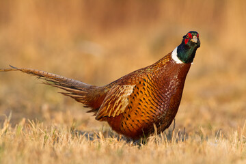 Common pheasant Phasianus colchius Ring-necked pheasant in natural habitat, grassland in early winter	
