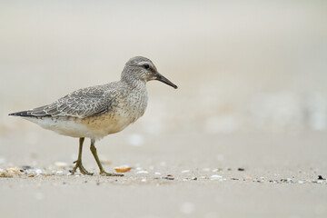 Shorebird - juvenile Calidris canutus, Red Knot on the Baltic Sea shore, migratory bird Poland Europe