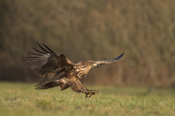 Majestic predator White-tailed eagle, Haliaeetus albicilla in Poland wild nature	
