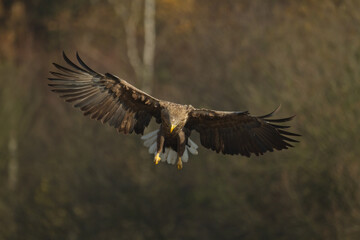 Majestic predator White-tailed eagle, Haliaeetus albicilla in Poland wild nature	
