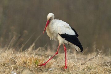 Bird White Stork Ciconia ciconia hunting time summer in Poland Europe	
