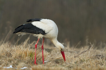 Bird White Stork Ciconia ciconia hunting time summer in Poland Europe	
