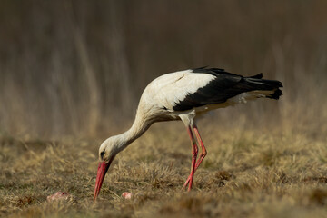 Bird White Stork Ciconia ciconia hunting time summer in Poland Europe	

