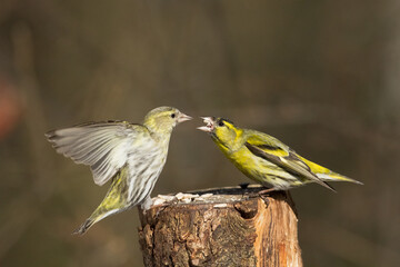 Bird Siskin Carduelis spinus male, small yellow bird, winter time in Poland Europe