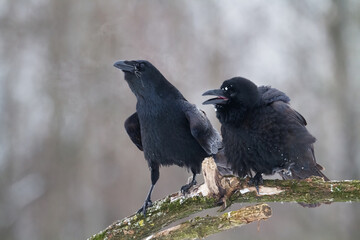 Bird beautiful raven Corvus corax North Poland Europe	
