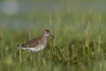 Shorebirds - Wood Sandpiper Tringa glareola, wildlife Poland Europe	
