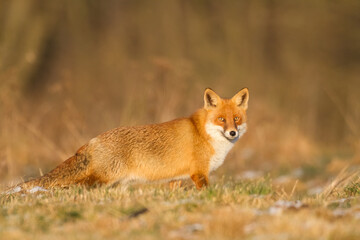 Fox Vulpes vulpes in autumn scenery, Poland Europe, animal walking among autumn meadow	