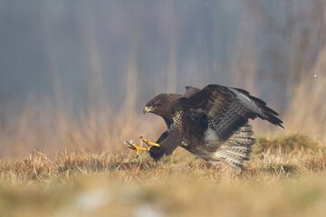 landing Common buzzard Buteo buteo in the fields in winter snow, buzzards in natural habitat, hawk...
