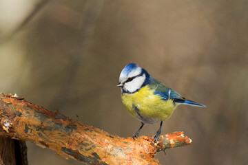 Bird - Blue Tit Cyanistes caeruleus perched on tree	
