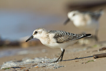 bird - Sanderling Calidris alba adult migratory bird, shorebird Poland Europe