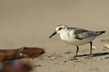 bird - Sanderling Calidris alba adult migratory bird, shorebird Poland Europe
